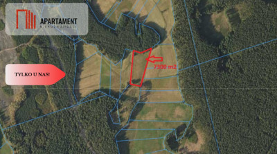 Polany w lesie Bory Tucholskie Głusza - powiat świecki  -
Kujawsko-Pomorskie Zdjęcie nr 3