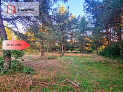 Tylko u nas Działka rolna z pięknym zadrzewieniem - Będźmierowice  -
Pomorskie Zdjęcie nr 4