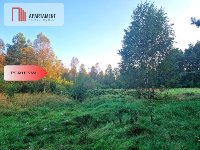 Tylko u nas Działka rolna z pięknym zadrzewieniem - Będźmierowice  -
Pomorskie Zdjęcie nr 5