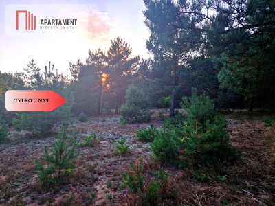 Tylko u nas Działka rolna z pięknym zadrzewieniem - Będźmierowice  -
Pomorskie Zdjęcie nr 9