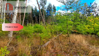 Duża działka rekreacyjna blisko jeziora - Cekcyn  -
Kujawsko-Pomorskie Zdjęcie nr 4