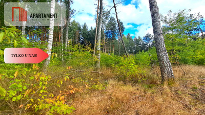 Duża działka rekreacyjna blisko jeziora - Cekcyn  -
Kujawsko-Pomorskie Zdjęcie nr 5