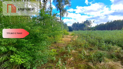 Duża działka rekreacyjna blisko jeziora - Cekcyn  -
Kujawsko-Pomorskie Zdjęcie nr 6