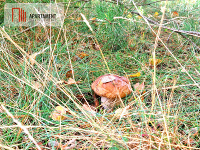 Działka budowlana ze ścianą lasu  - Czersk  -
Pomorskie Zdjęcie nr 10