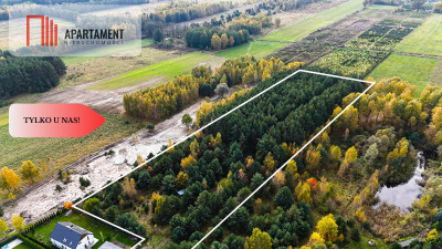 Działka z własnym lasem pod Łodzią - Rydzyny  -
Łódzkie Zdjęcie nr 5