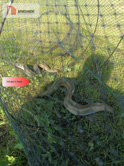 Działka siedliskowa Gromoty Mazury - Gromoty  -
Warmińsko-Mazurskie Zdjęcie nr 7