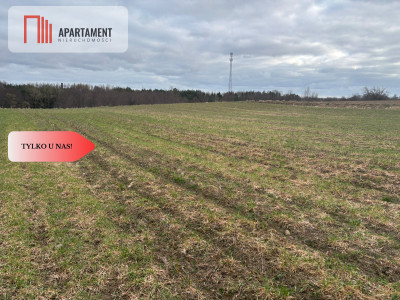 Działki z potencjałem  - Liniewskie Góry - Liniewskie Góry  -
Pomorskie Zdjęcie nr 8