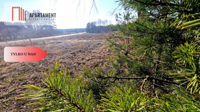 TYLKO U NAS Działka budowlana z młodymi brzózkami - Czersk  - Pomorskie