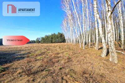 TYLKO U NAS Działka budowlana z młodymi brzózkami - Czersk  -
Pomorskie Zdjęcie nr 3
