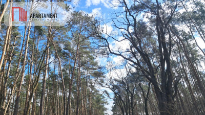 Działka budowlana 1317 m w Międzylesiu  Media - Międzylesie  -
Wielkopolskie Zdjęcie nr 5