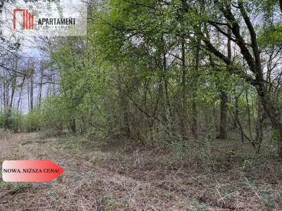 Obniżka CENY  Działka nad jez Rybno Wielkie  - Rybno Wielkie  -
Wielkopolskie Zdjęcie nr 6