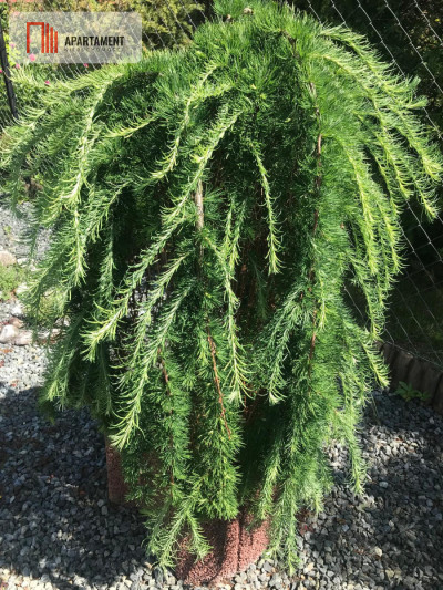 Działka ROD Jedność - świetne położenie - Nakło Nad Notecią  -
Kujawsko-Pomorskie Zdjęcie nr 14