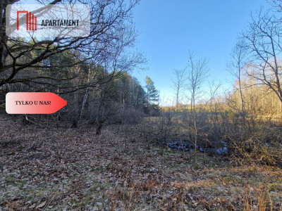 Działka siedliskowa 2 ha w Skorzewie - Skorzewo  -
Pomorskie Zdjęcie nr 3