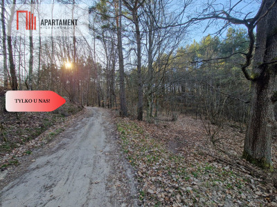 Działka siedliskowa 2 ha w Skorzewie - Skorzewo  -
Pomorskie Zdjęcie nr 5