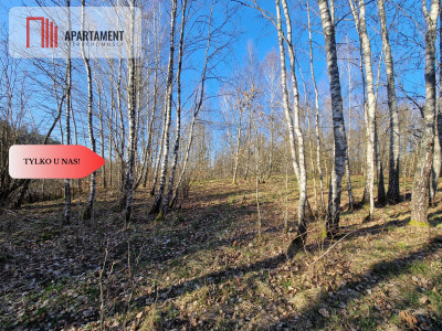 Działka siedliskowa 2 ha w Skorzewie - Skorzewo  -
Pomorskie Zdjęcie nr 8