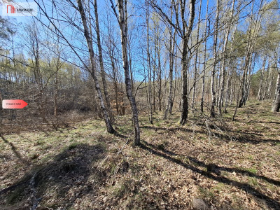 Działka 3 ha z lasem i stawem  WZ  Jeleńcz - Jeleńcz  -
Pomorskie Zdjęcie nr 4