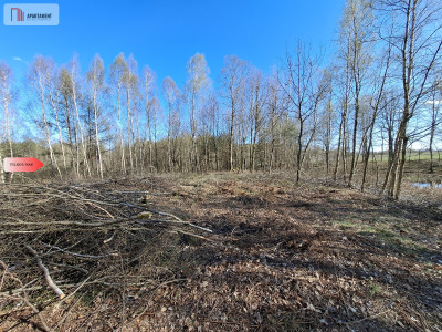 Działka 3 ha z lasem i stawem  WZ  Jeleńcz - Jeleńcz  -
Pomorskie Zdjęcie nr 7