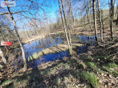Działka 3 ha z lasem i stawem  WZ  Jeleńcz - Jeleńcz  -
Pomorskie Zdjęcie nr 8