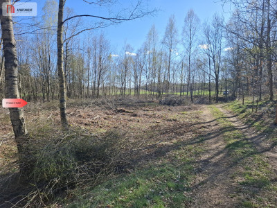 Działka 3 ha z lasem i stawem  WZ  Jeleńcz - Jeleńcz  -
Pomorskie Zdjęcie nr 9