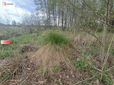Działka 133 ha Nad rzeką WIERZYCA-LIPY-STRUGA - Lipy  -
Pomorskie Zdjęcie nr 4