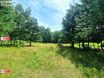 Działki budowlane w lesie blisko Poznania - Niedźwiedziny  -
Wielkopolskie Zdjęcie nr 2