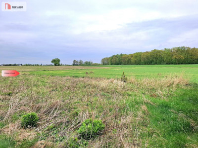 Szczutki 1106m2 malownicze miejsce pola lasy - Szczutki  -
Kujawsko-Pomorskie Zdjęcie nr 6