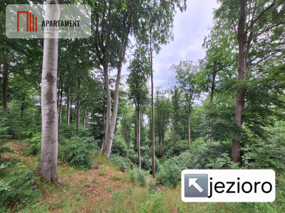 Działka w pobliżu jeziora lasów i łąk - Kuszewo  -
Zachodniopomorskie Zdjęcie nr 7