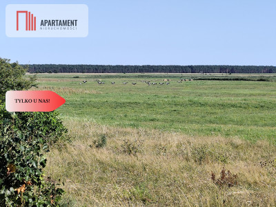 Tylko u Nas Działka rolna o pow 335 ha - Brzezie  -
Pomorskie Zdjęcie nr 4