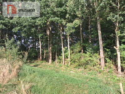 Działka przy lesie idealna dla ceniących spokój - Koszalin  -
Zachodniopomorskie Zdjęcie nr 8