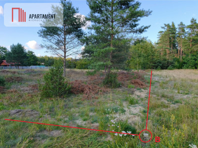 MPZP na działce porośniętej sosnami - Gutowiec  -
Pomorskie Zdjęcie nr 4