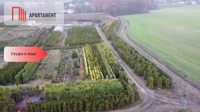 Duża działka 173 haszkółka drzew iglastych - powiat trzebnicki  -
Dolnośląskie Zdjęcie nr 2