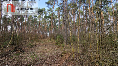 Działki nad jeziorem Wolskim - powiat żniński  -
Kujawsko-Pomorskie Zdjęcie nr 2
