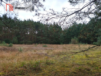 Działka rekreacyjna w okolicy jeziora wśród lasu - powiat świecki  -
Kujawsko-Pomorskie Zdjęcie nr 9