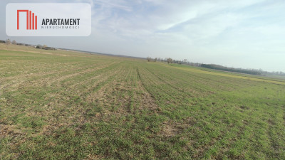Obniżka CENY Działka rolna w dobrej LOKALIZACJI - powiat pilski  -
Wielkopolskie Zdjęcie nr 5