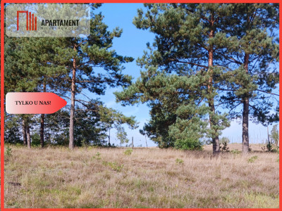 Dla kochających nature jeziora słońce KASZUBY - powiat kościerski  -
Pomorskie Zdjęcie nr 2