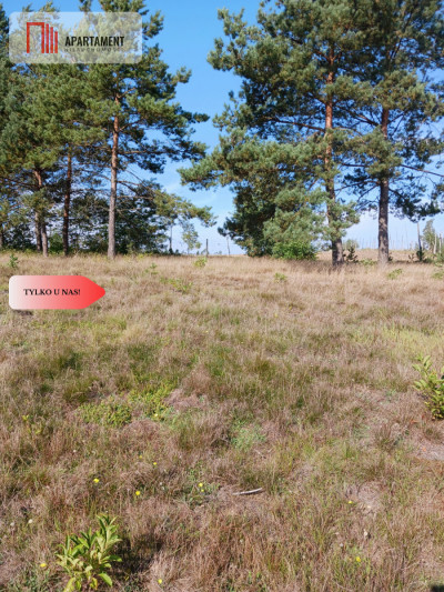 Dla kochających nature jeziora słońce KASZUBY - powiat kościerski  -
Pomorskie Zdjęcie nr 6