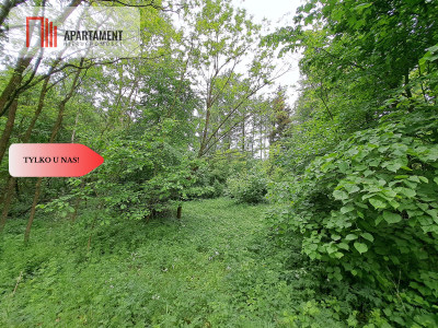 Działka leśna siedliskowa  2 km od jeziora - powiat rypiński  -
Kujawsko-Pomorskie