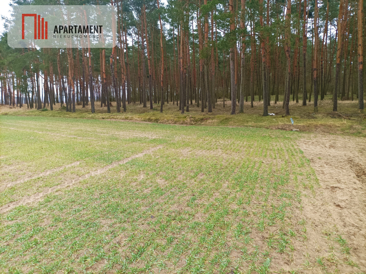 Piękna spokojna okolica ze ścianą lasu - powiat chełmiński  -
Kujawsko-Pomorskie Zdjęcie nr 1
