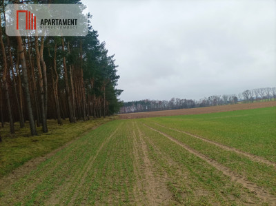 Piękna spokojna okolica ze ścianą lasu - powiat chełmiński  -
Kujawsko-Pomorskie Zdjęcie nr 5