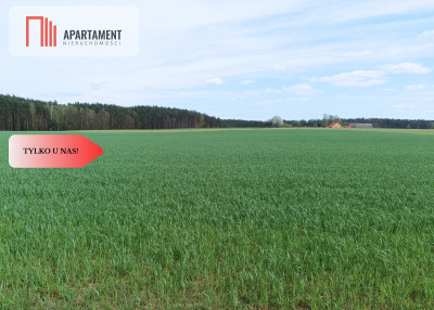 TYLKO U NAS  PIĘKNA OTOCZONA BORAMI DZIAŁKA  - powiat świecki  -
Kujawsko-Pomorskie Zdjęcie nr 3