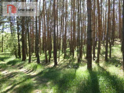 Tania działka leśna stawy - powiat żniński  -
Kujawsko-Pomorskie Zdjęcie nr 4