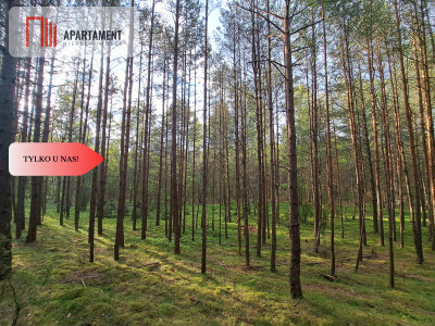 W pobliżu jeziora wśród drzew TYLKO U NAS - powiat starogardzki  -
Pomorskie Zdjęcie nr 3