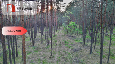Odpoczynek wśród szumu drzew i śpiewu ptaków - powiat starogardzki  -
Pomorskie Zdjęcie nr 4