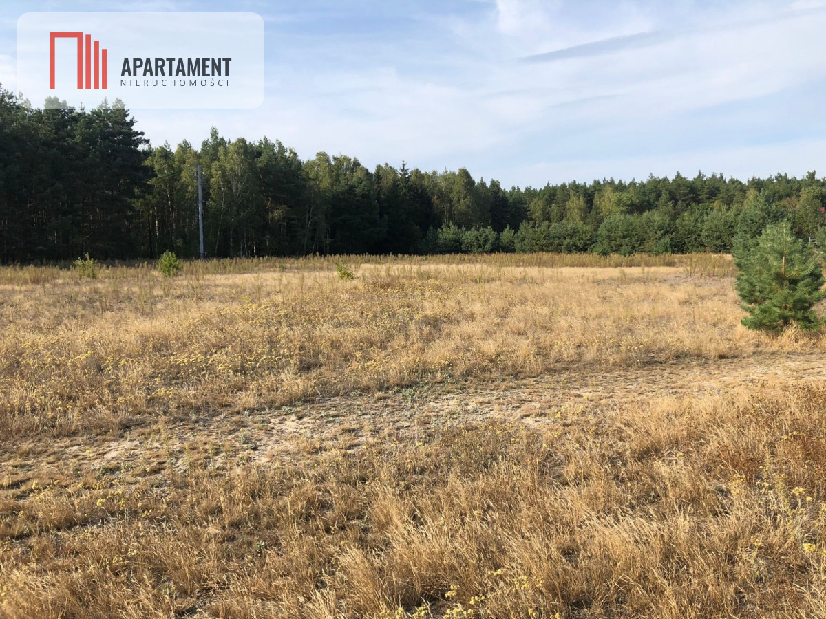 Tylko u nas  Duża działka ze ściana lasu  - powiat bydgoski  -
Kujawsko-Pomorskie Zdjęcie nr 1