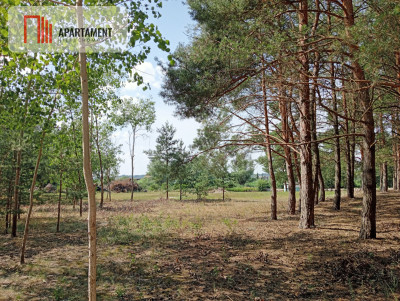 Działka wśród drzew - powiat bydgoski  -
Kujawsko-Pomorskie Zdjęcie nr 11
