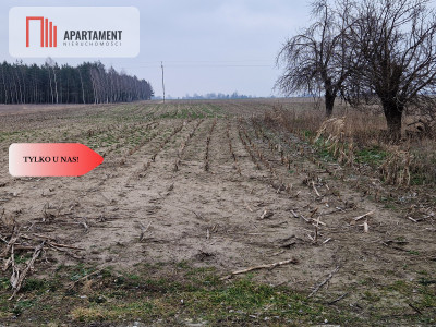 Działka  blisko dużego lasu - Tylko u nas - powiat żniński  -
Kujawsko-Pomorskie Zdjęcie nr 3