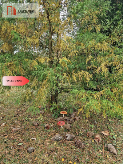Tylko u Nas Działka zabudowana - powiat bydgoski  -
Kujawsko-Pomorskie Zdjęcie nr 12