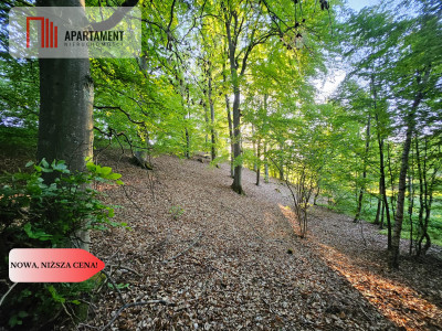 Słoneczna i zadrzewiona linia brzegowa Pomorskie - powiat bytowski  -
Pomorskie Zdjęcie nr 9
