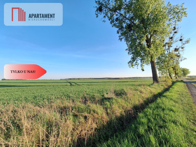 Działka w atrakcyjnej cenie- Boruchowo - powiat obornicki  -
Wielkopolskie Zdjęcie nr 5