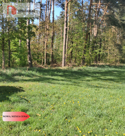 Działka siedliskowa z potencjałem na agroturystykę - powiat złotowski  -
Wielkopolskie Zdjęcie nr 6